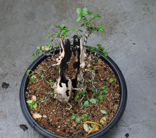 privet bonsai